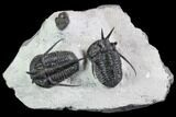 Two Devil Horned Cyphaspis Walteri Trilobites - Ofaten, Morocco #86840-5